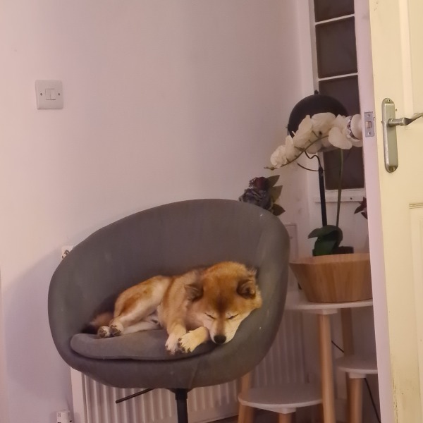 What is your dog doing right now?