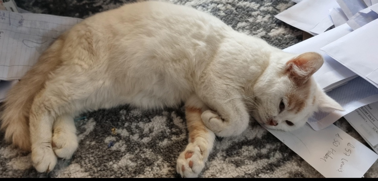 Advice needed for situation with poorly cat