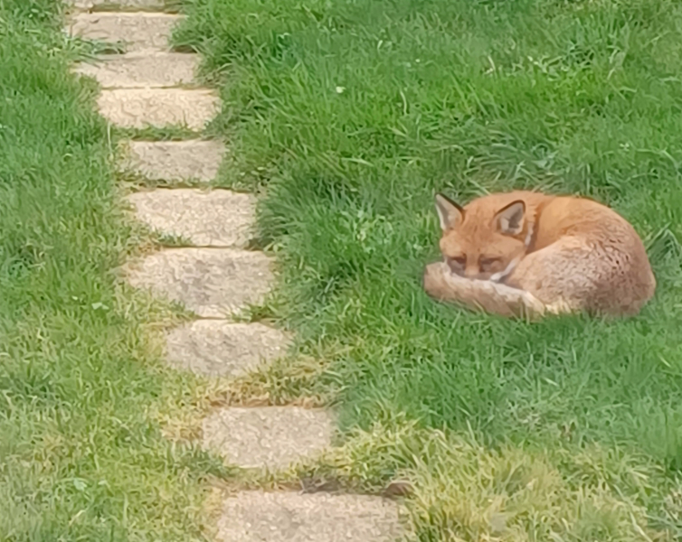 There is a fox having a nap in my garden right now...