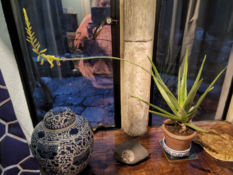 My aloe vera is flowering