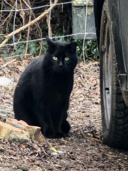 Tales and Tails and NMCs  -  the Excellent Cats March On