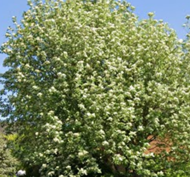 what tree is this one? thanks