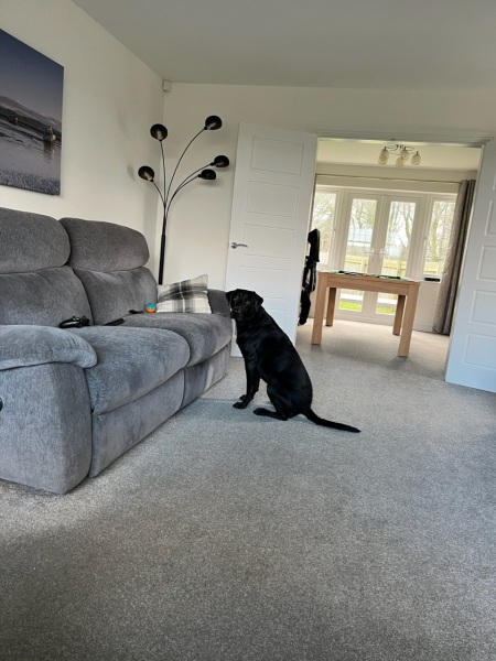 What is your dog doing right now?