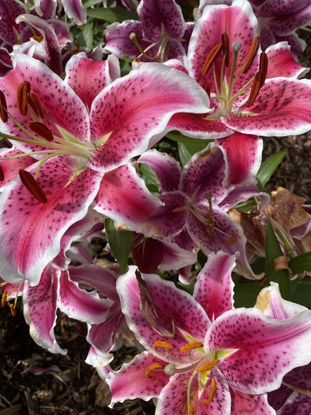 Another GC Employment Tribunal: Roz Adams vs Edinburgh Rape Crisis Centre #4