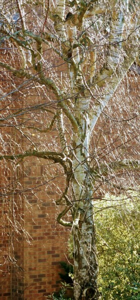Is this a birch tree