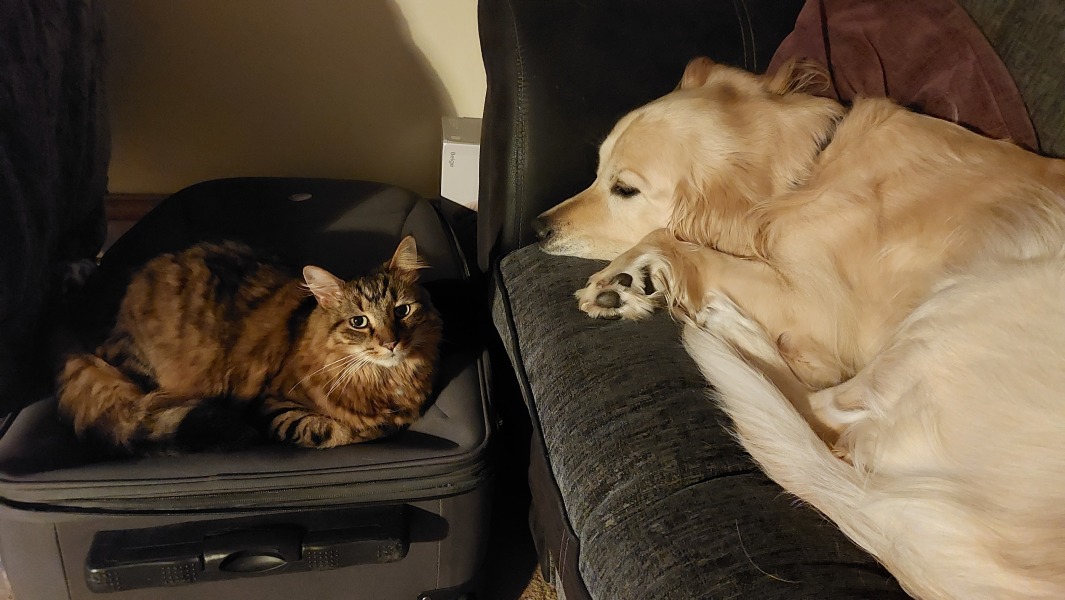 What is your dog doing right now?