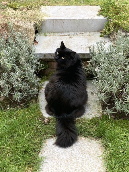 Tales and Tails and NMCs  -  the Excellent Cats March On