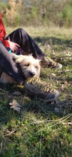 When to let rescue dog off lead?