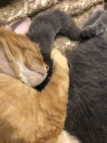 To think my cat has cracked the work life balance totally