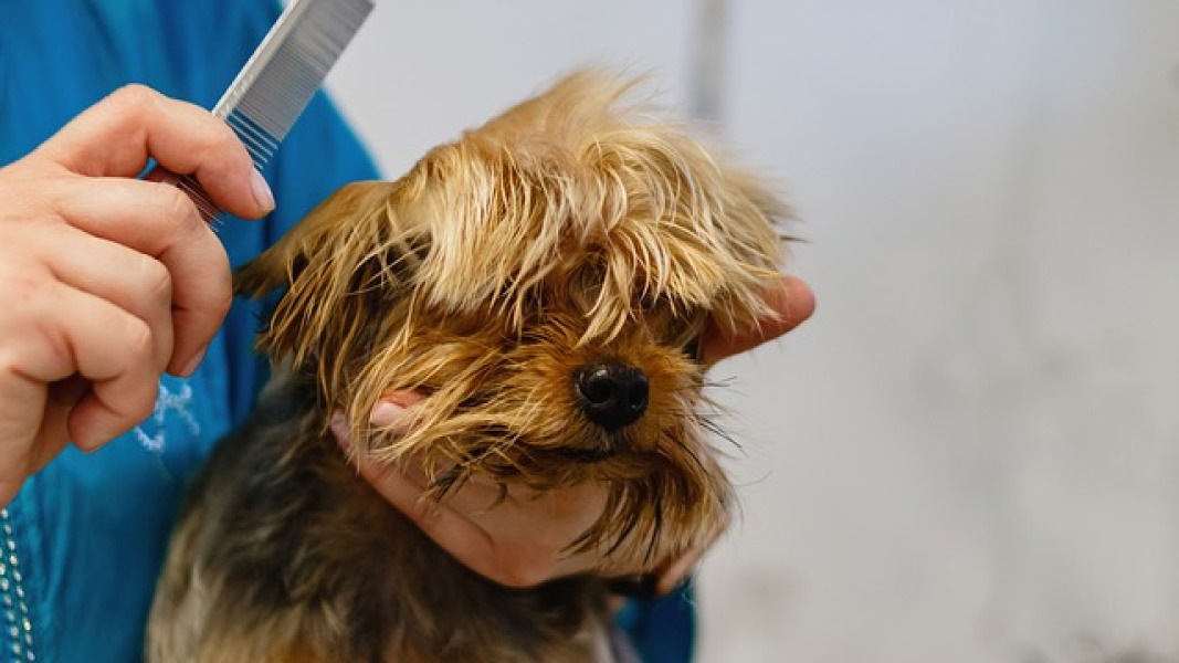 Affordable dog grooming certified courses??