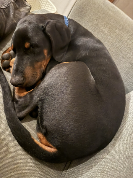 What is your dog doing right now?