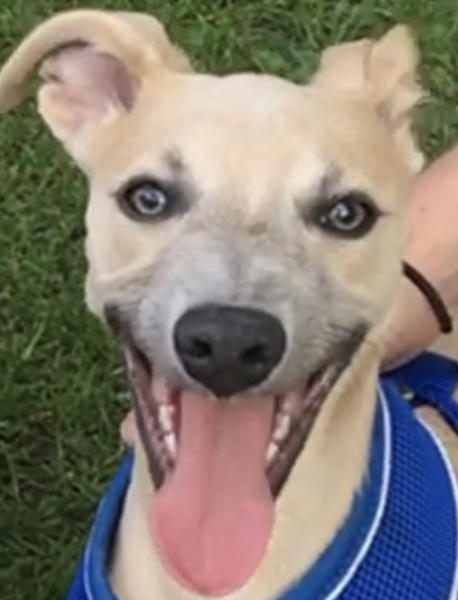 Will my dog be classed as a ‘type’?