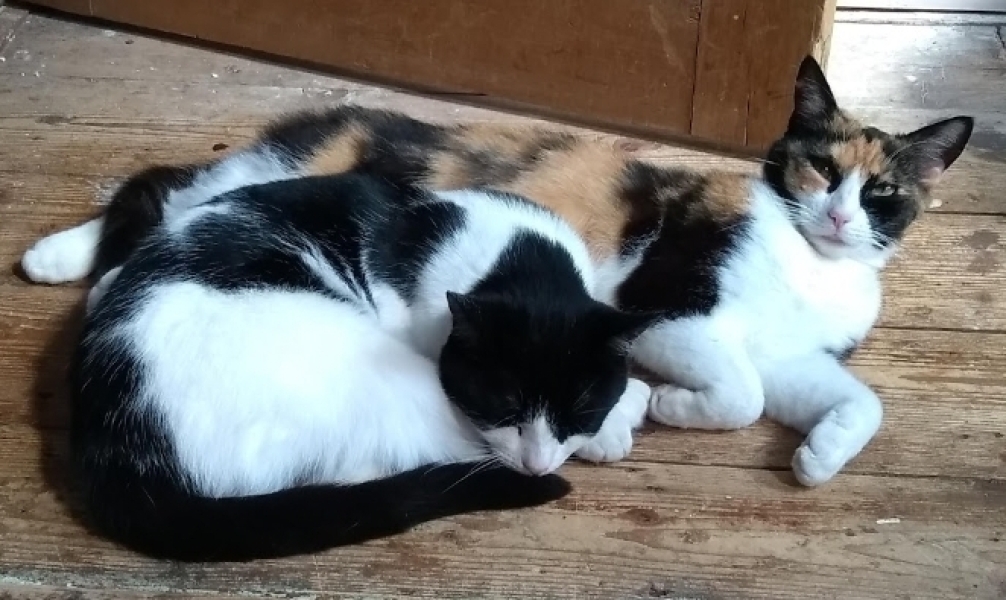 To get one kitten or two?