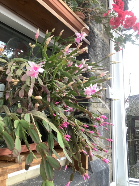 My Christmas cactus didn't flower