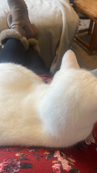 What compliments do you pay your cat?