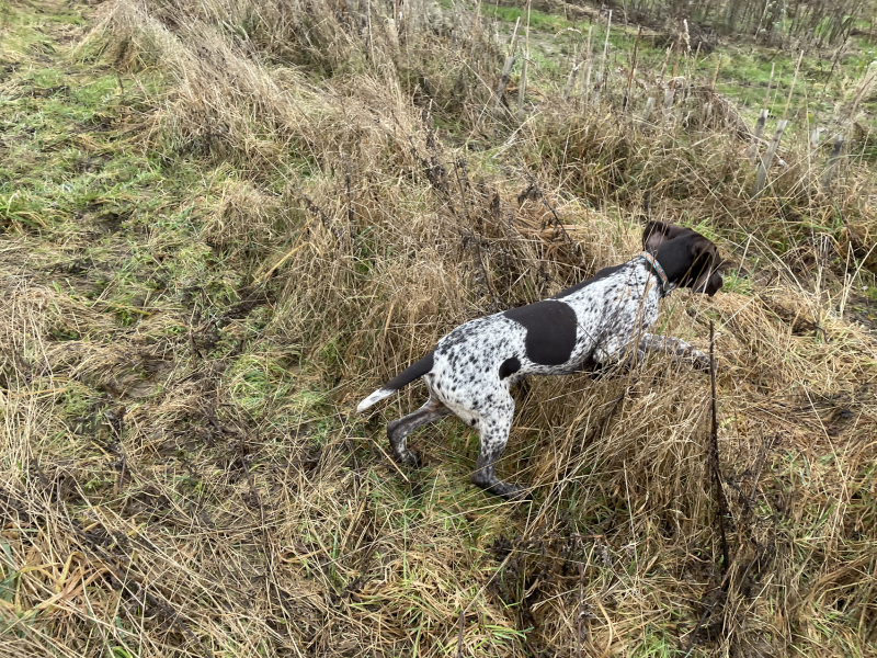 Puppy Survival Thread - for old and new pups heading into winter