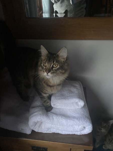 @Mrsflood is my cat part main coon