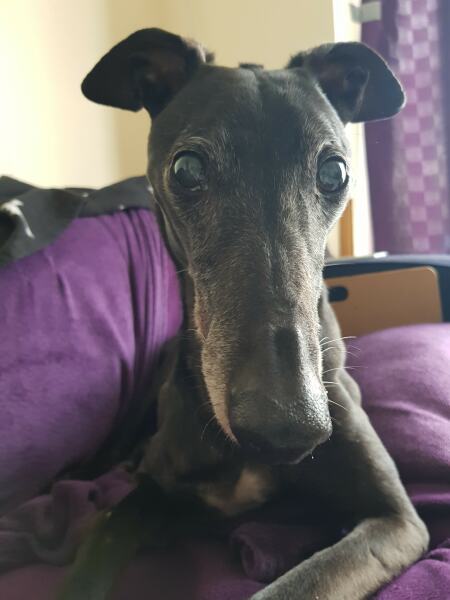 Pet photo thread