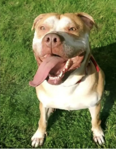 Rehomed XL Bully, found dead in Glasgow......