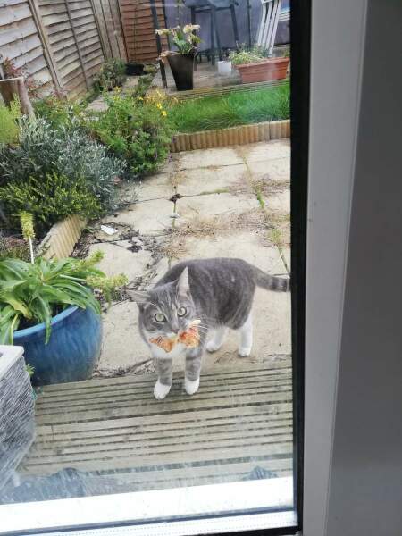 I think my cat stole someone's Sunday lunch