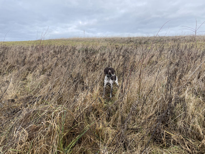 Puppy Survival Thread - for old and new pups heading into winter