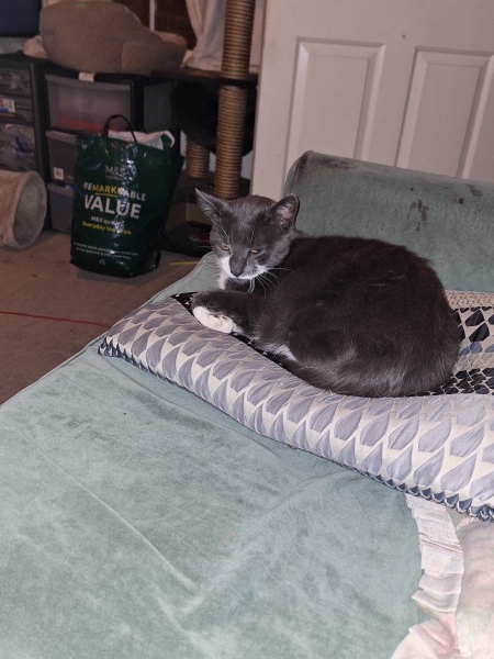 Pet photo thread
