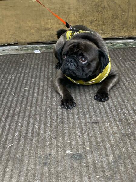 please cheer me up with photos of your guilty looking dogs