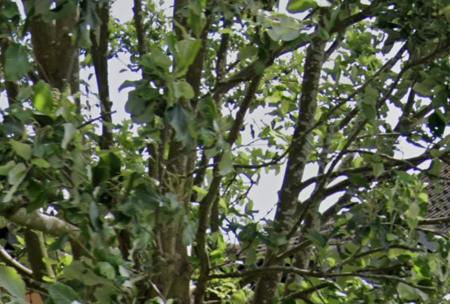 what tree is this one? thanks