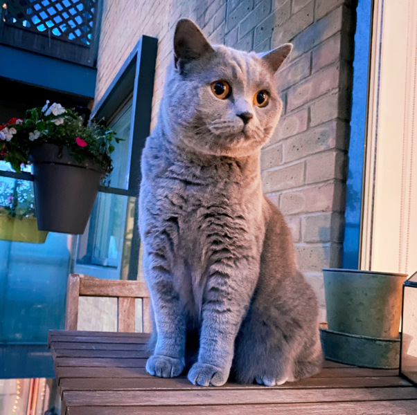 What compliments do you pay your cat?