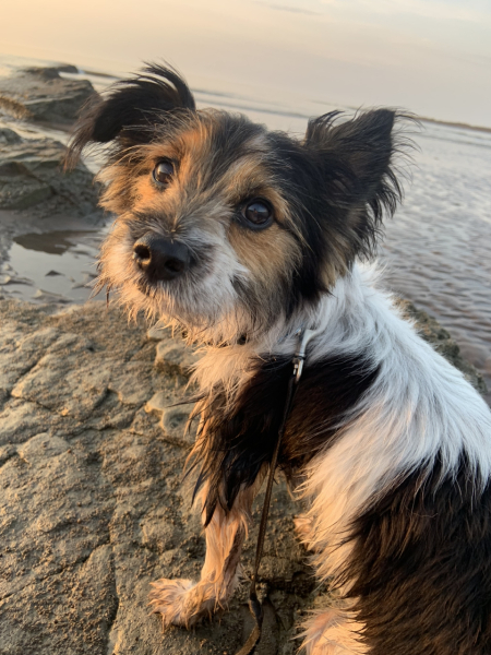 Small dog that's not a Terrier?