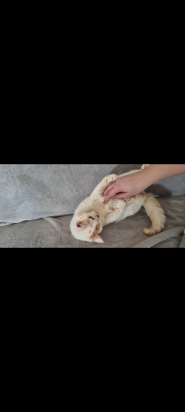 Advice needed for situation with poorly cat