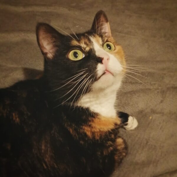 What compliments do you pay your cat?