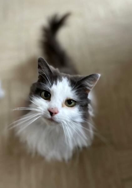 For those who have lost their kitties recently....