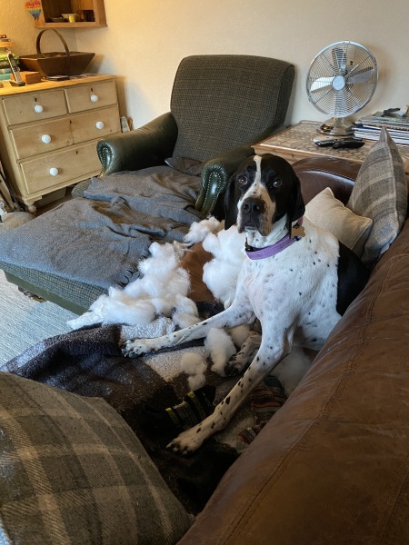 please cheer me up with photos of your guilty looking dogs