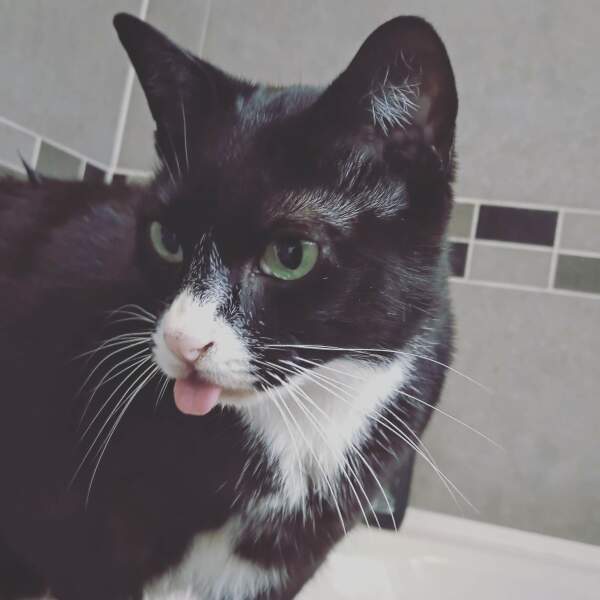 Would you rescue a disabled cat?