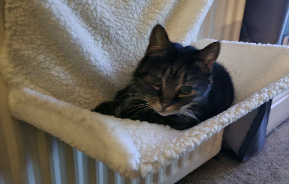 To think my cat has cracked the work life balance totally