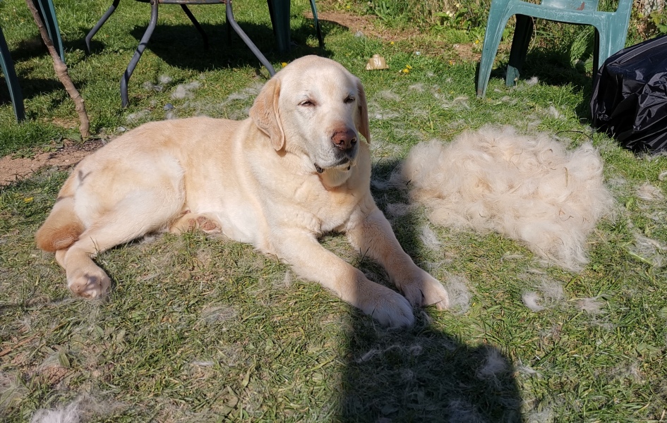 I think my cat stole someone's Sunday lunch