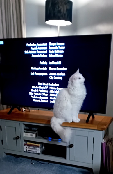 Christmas with the Excellent Cats