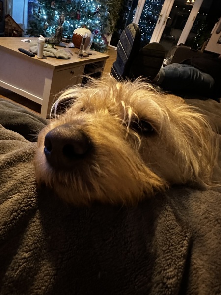 Finding the right dog