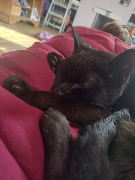 Tales and Tails and NMCs  -  the Excellent Cats March On
