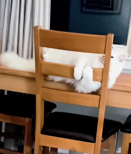 Arthritic cat