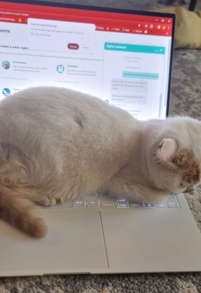Advice needed for situation with poorly cat