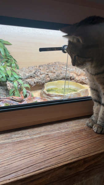 Thug cat part 5 - For he will not do destruction, if he is well-fed, neither will he spit without provocation.
