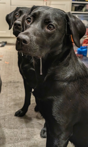 Puppy Survival Thread - for old and new pups heading into winter