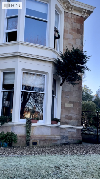 Christmas Tree disposal - game changer!