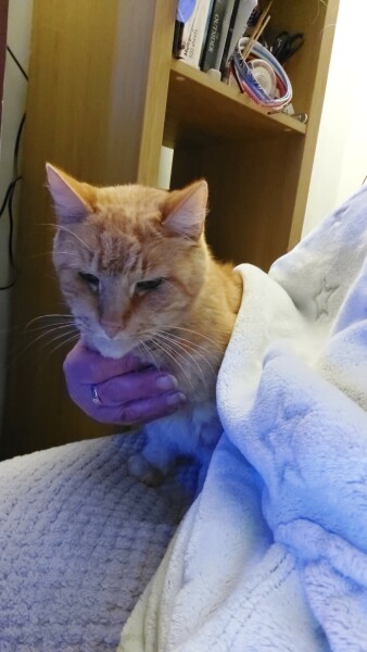 I garlicked my cat