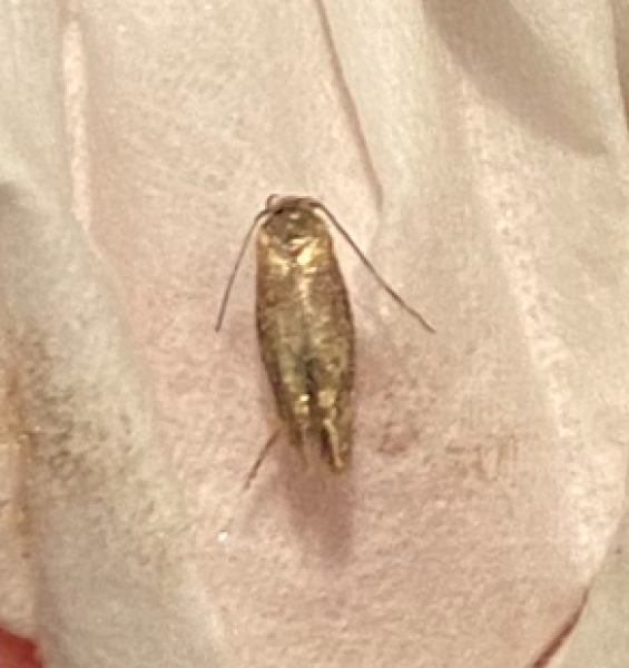 Is this a clothes moth? How to get rid