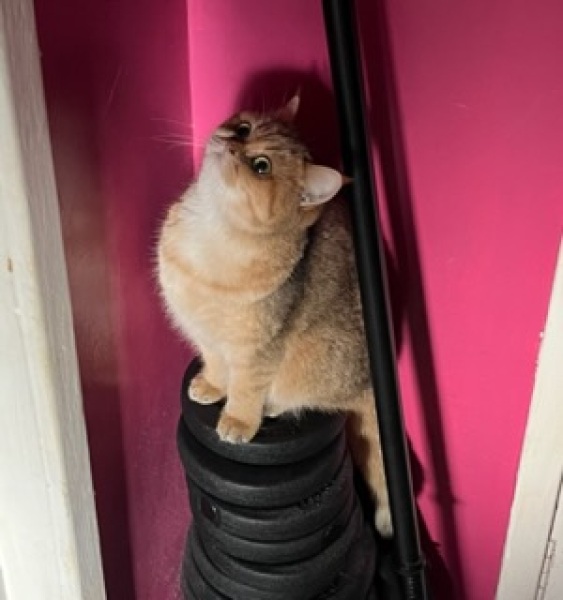 Tales and Tails and NMCs  -  the Excellent Cats March On