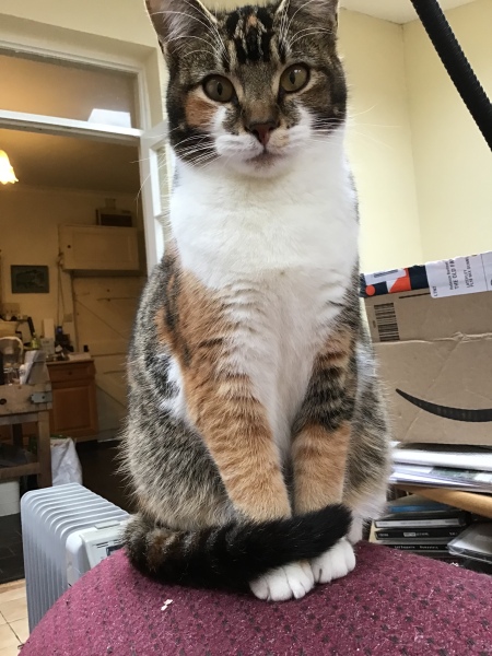 Pet photo thread
