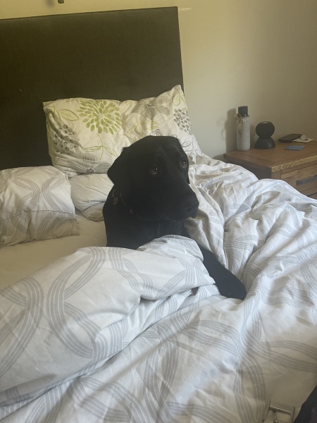 please cheer me up with photos of your guilty looking dogs